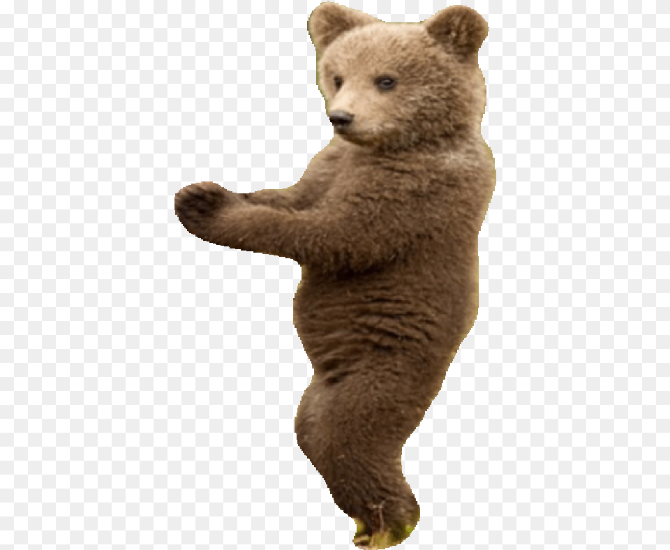 List Of Synonyms And Antonyms The Word Transparent Bear Animated Dancing Bear Gif, Animal, Mammal, Wildlife, Brown Bear Free Png