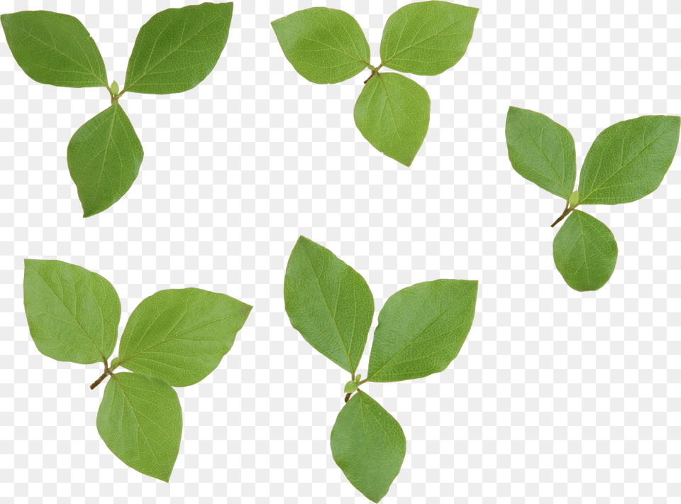 Listya Limona, Leaf, Plant, Herbal, Herbs Png