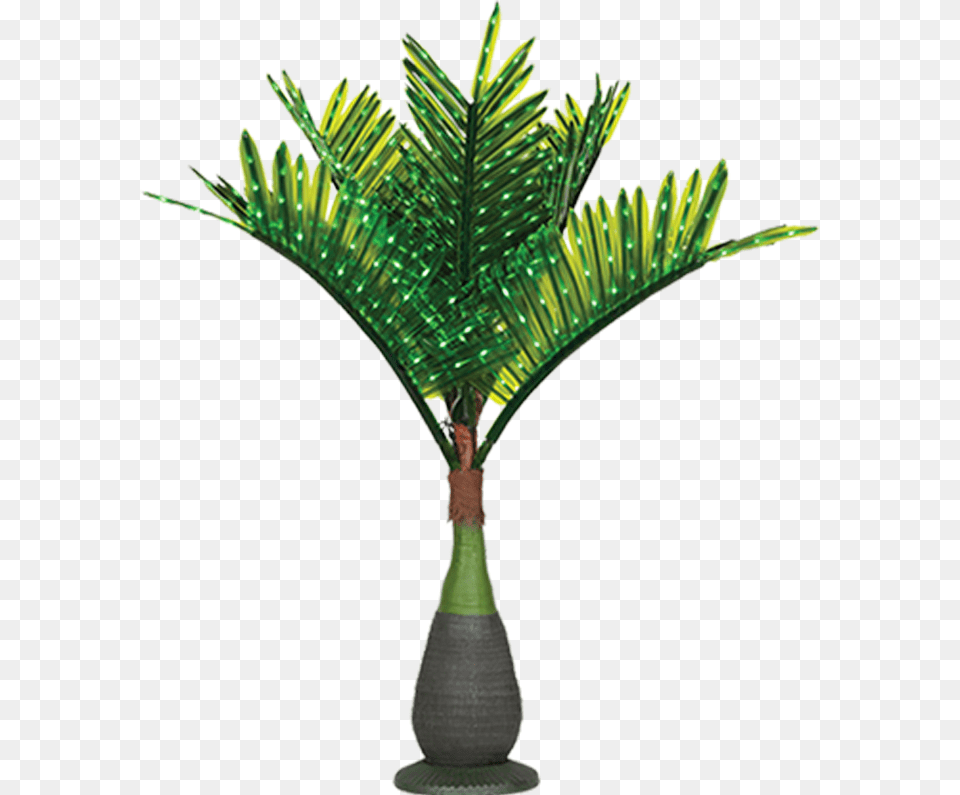 Lit Palm Trees Bottle Palm Tree, Palm Tree, Plant Free Png Download