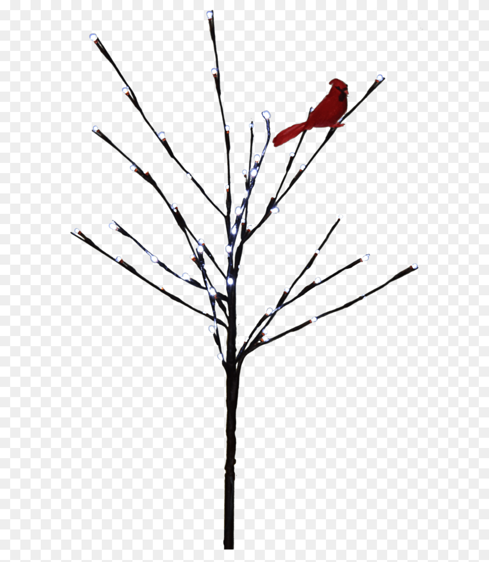Lit Tree Stock, Animal, Bird, Plant, Cardinal Png Image