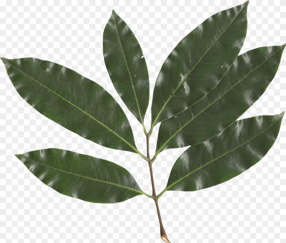 Litchi Chinensis Leaf Lychee Fruit Tree Leaf, Plant Free Png Download