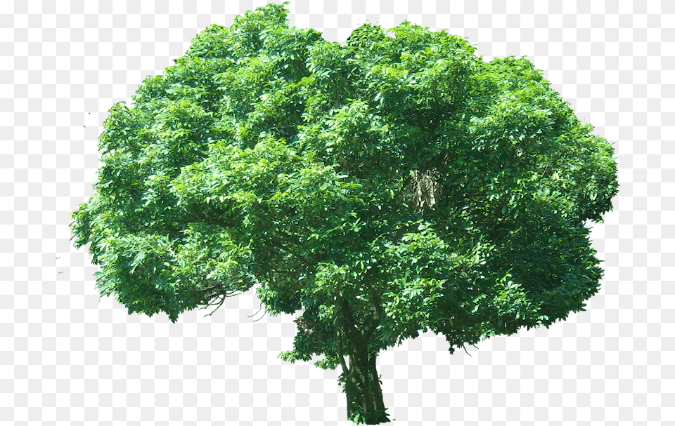 Litchi Chinensis Tree, Oak, Plant, Sycamore, Maple Png Image