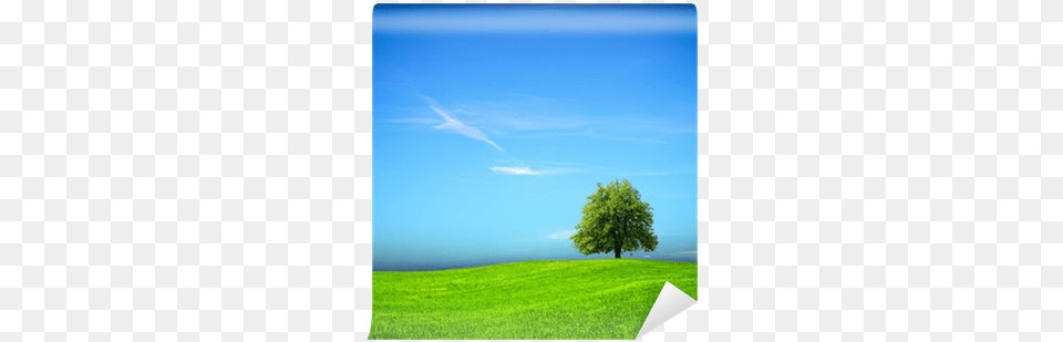 Literature Myliteraturelab Access Card, Tree, Sycamore, Summer, Plant Free Png Download