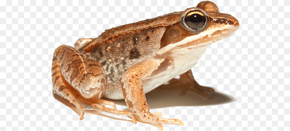 Lithobates Sylvaticus Wood Frog, Amphibian, Animal, Wildlife, Lizard Free Png Download