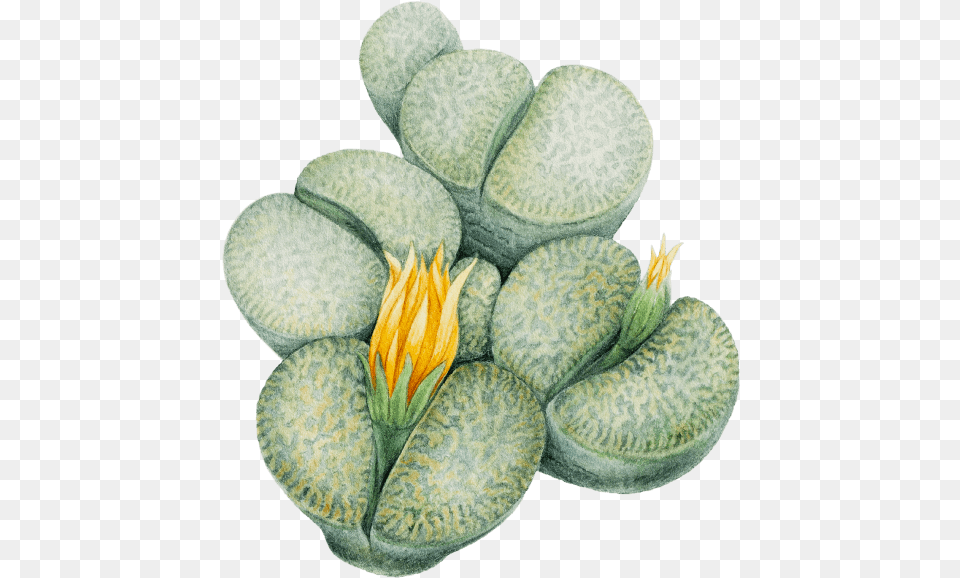 Lithops, Flower, Plant, Annonaceae, Tree Free Png Download