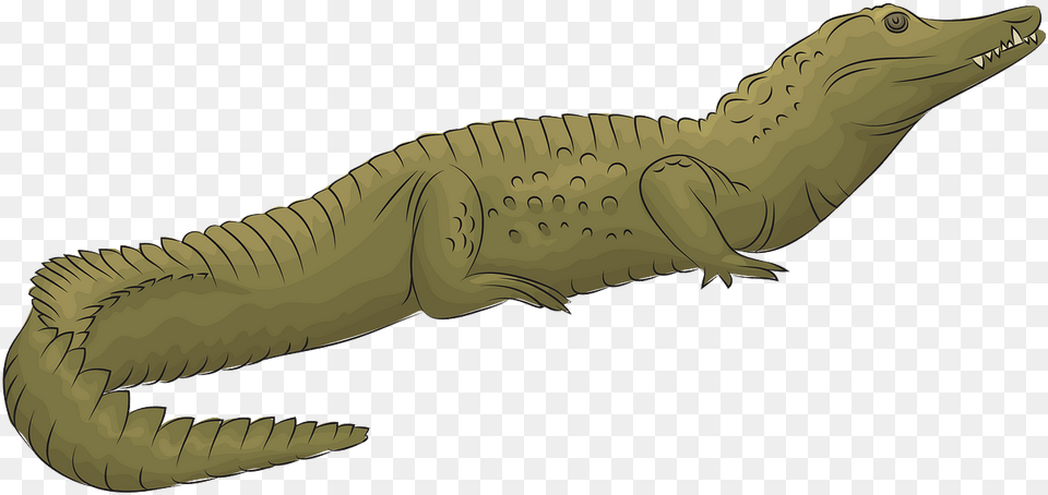 Litopenaeus Setiferus, Animal, Crocodile, Reptile, Dinosaur Png Image