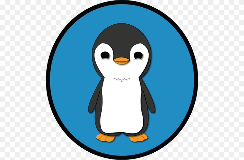 Little Animals Pingu Pingu Photograph, Animal, Bird, Penguin Free Transparent Png