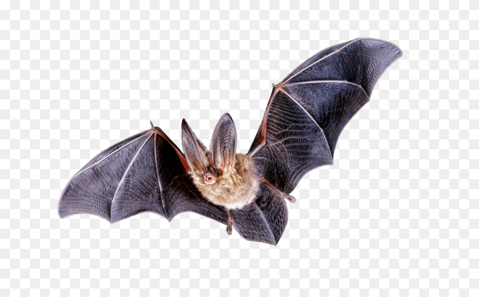 Little Bat Flying, Animal, Mammal, Wildlife, Insect Free Png