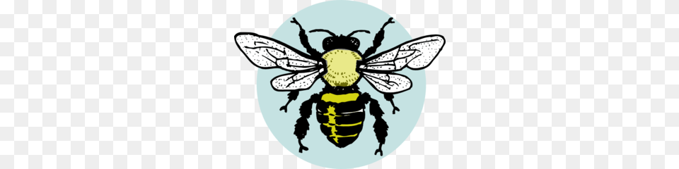 Little Bee Clip Art, Animal, Insect, Invertebrate, Wasp Free Png Download
