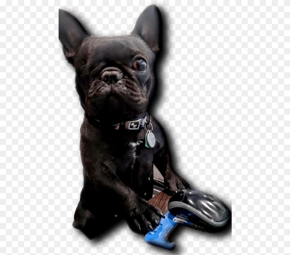 Little Blind Dog Fat Guy Approved French Bulldog, Animal, Mammal, French Bulldog, Pet Png Image