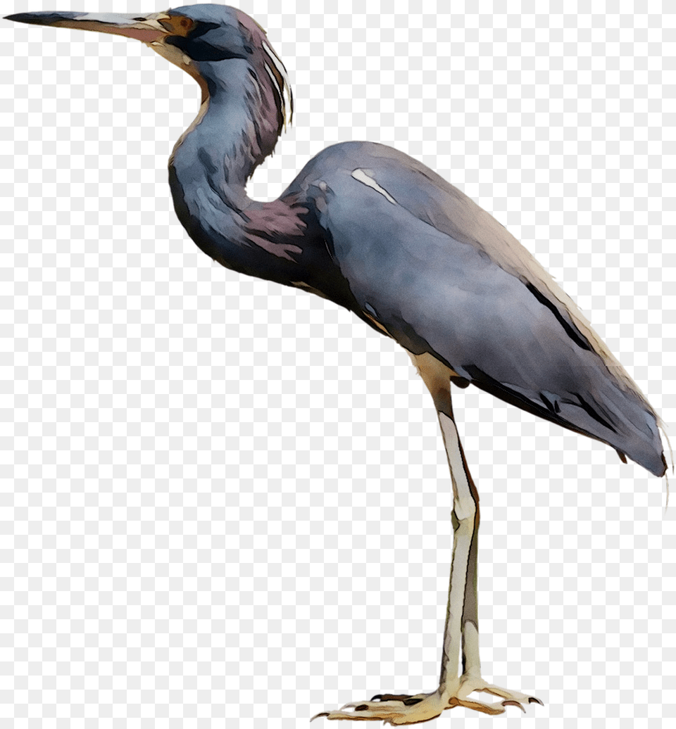 Little Blue Heron Bird Crane Egret Great Blue Heron, Animal, Stork, Waterfowl, Crane Bird Png Image