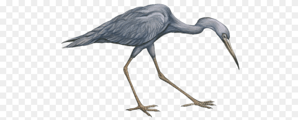 Little Blue Heron Drawing, Animal, Bird, Waterfowl, Crane Bird Free Png Download