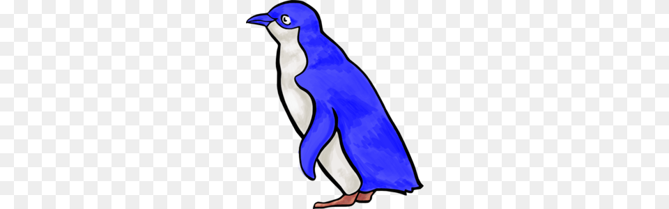 Little Blue Penguin Clipart, Animal, Bird Png