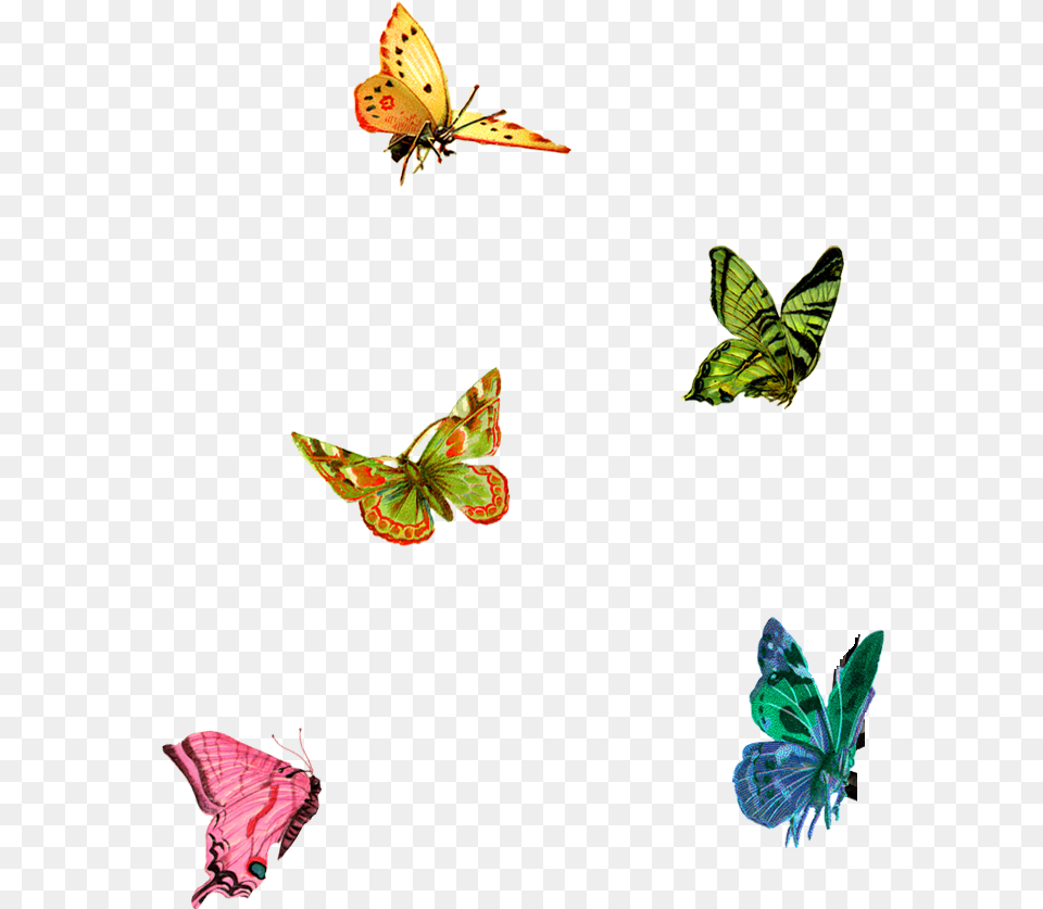 Little Butterflies Clipart Download Little Butterfly, Animal, Insect, Invertebrate, Plant Free Transparent Png