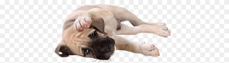 Little Dog Clipart Little Dog, Animal, Pet, Mammal, Canine Free Png