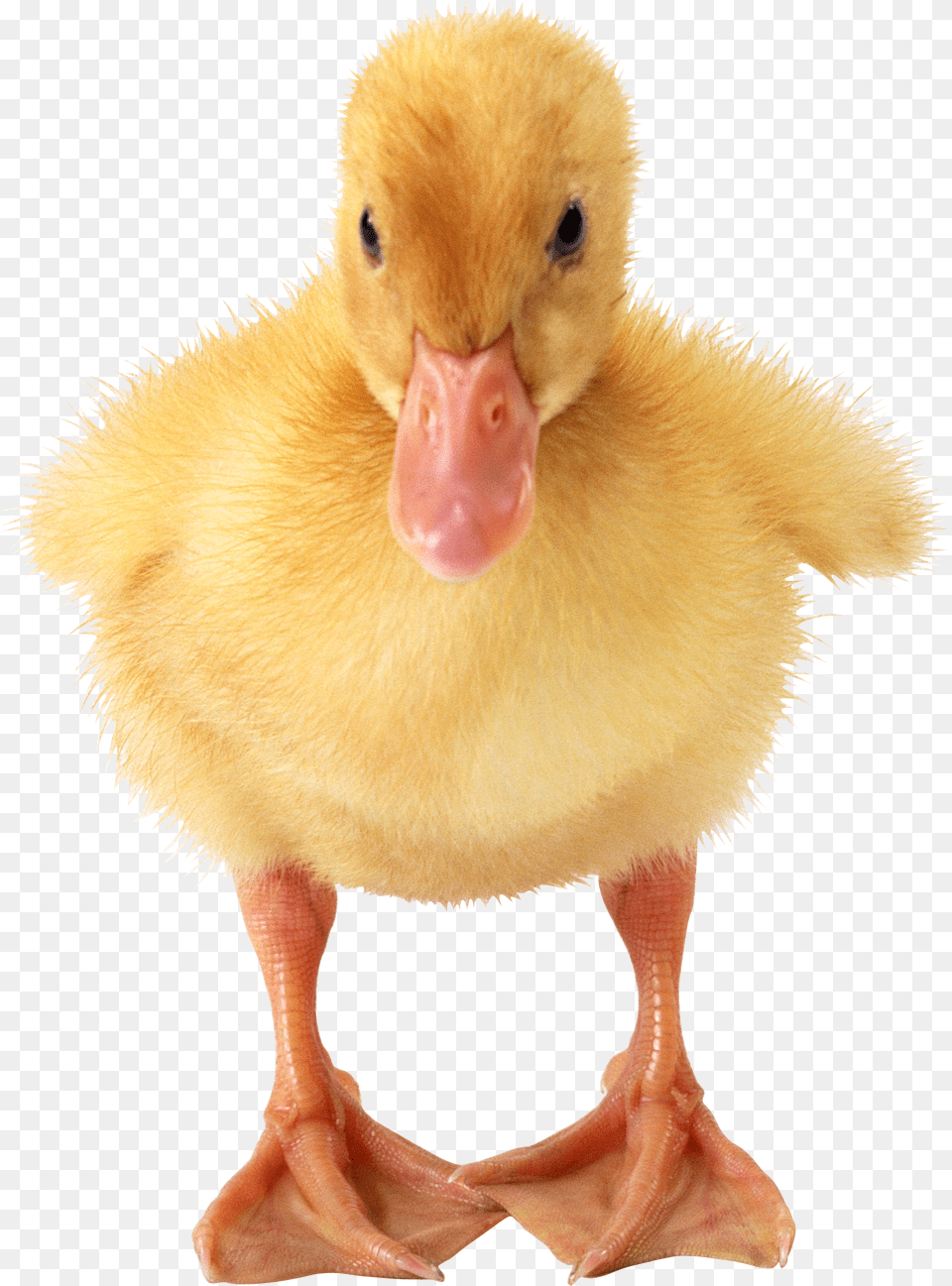 Little Duck Duckling, Animal, Beak, Bird, Waterfowl Free Png Download