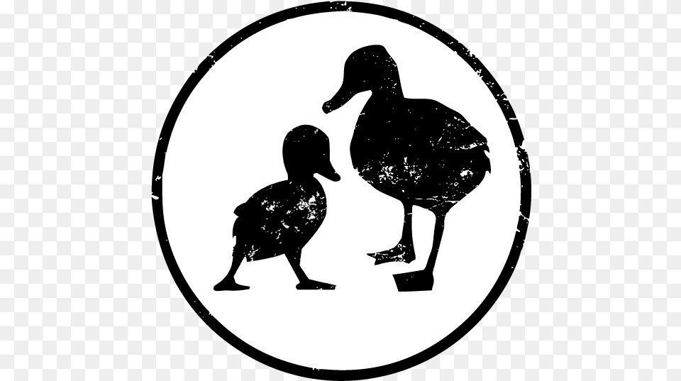 Little Duck Kitchen Odd Duck, Animal, Bird, Adult, Female Free Png