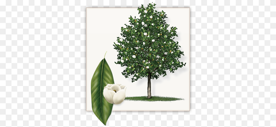 Little Gem Magnolia Tree This Big Little Gem Magnolia Tree, Plant, Leaf, Flower Png