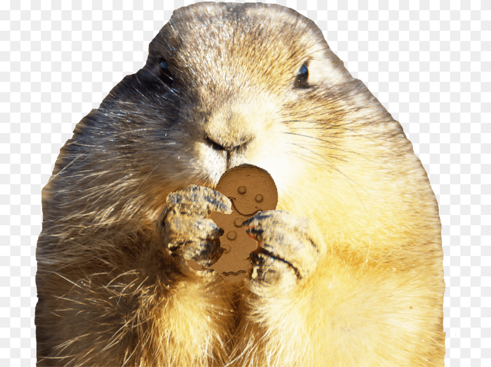 Little Gingerbread House On The Prairie Punxsutawney Phil, Animal, Mammal, Rat, Rodent Png