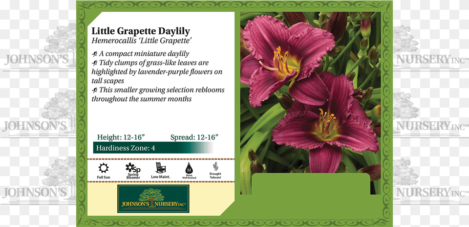 Little Grapette Daylily Hemerocallis 39little Grapette39 Strutters Ball Daylily, Flower, Plant, Advertisement, Anther Free Png Download