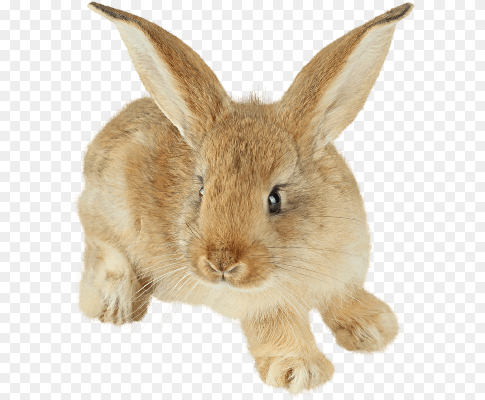 Little Rabbit, Animal, Mammal, Rat, Rodent Png Image