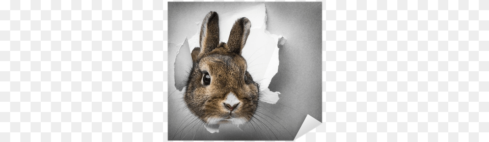 Little Rabbit Looks Through A Hole In Paper Sticker Paper, Animal, Mammal, Rat, Rodent Free Png Download