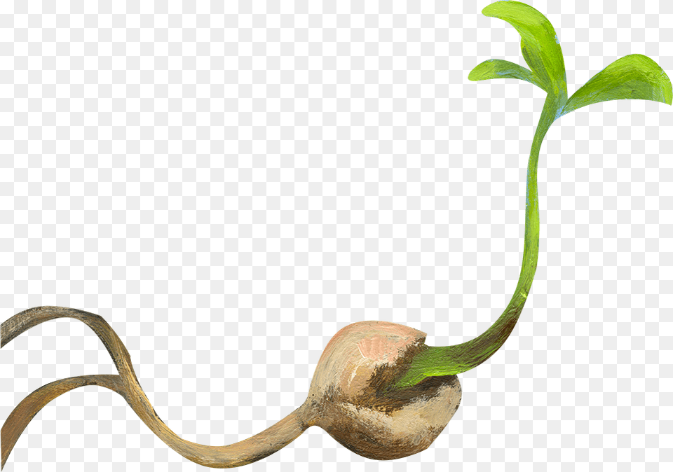 Little Seed, Leaf, Plant Free Png