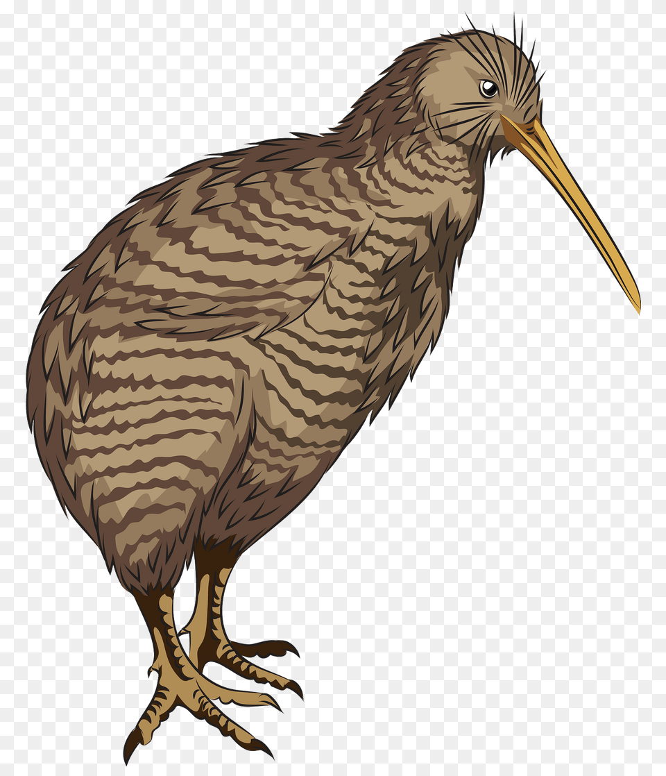 Little Spotted Kiwi Clipart, Animal, Beak, Bird, Kiwi Bird Free Png