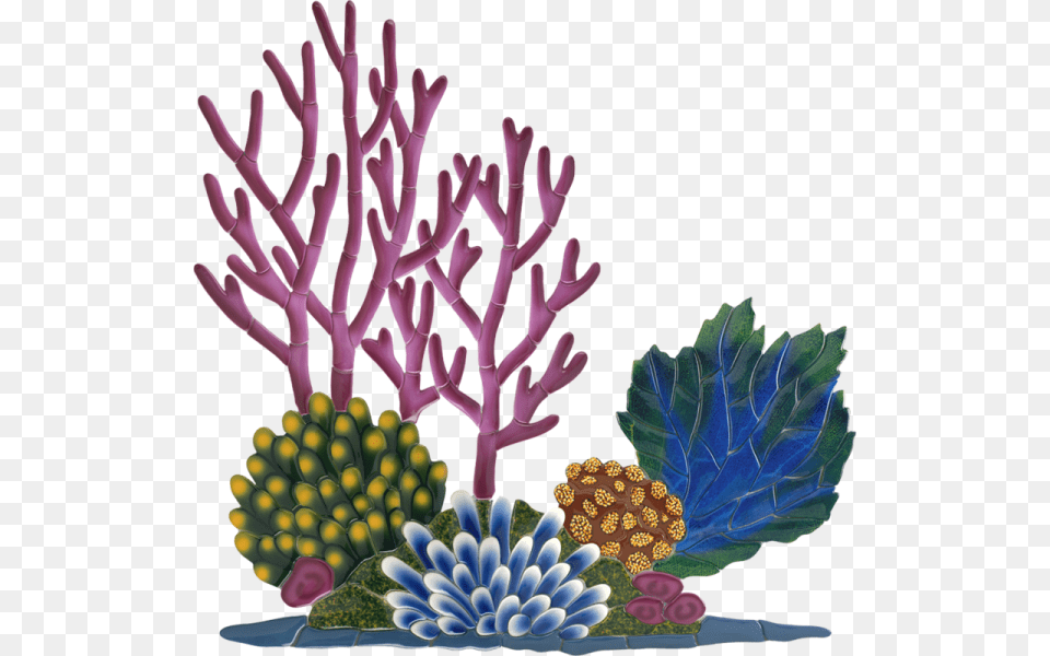 Little Tile Inc, Animal, Sea Life, Sea, Reef Png Image