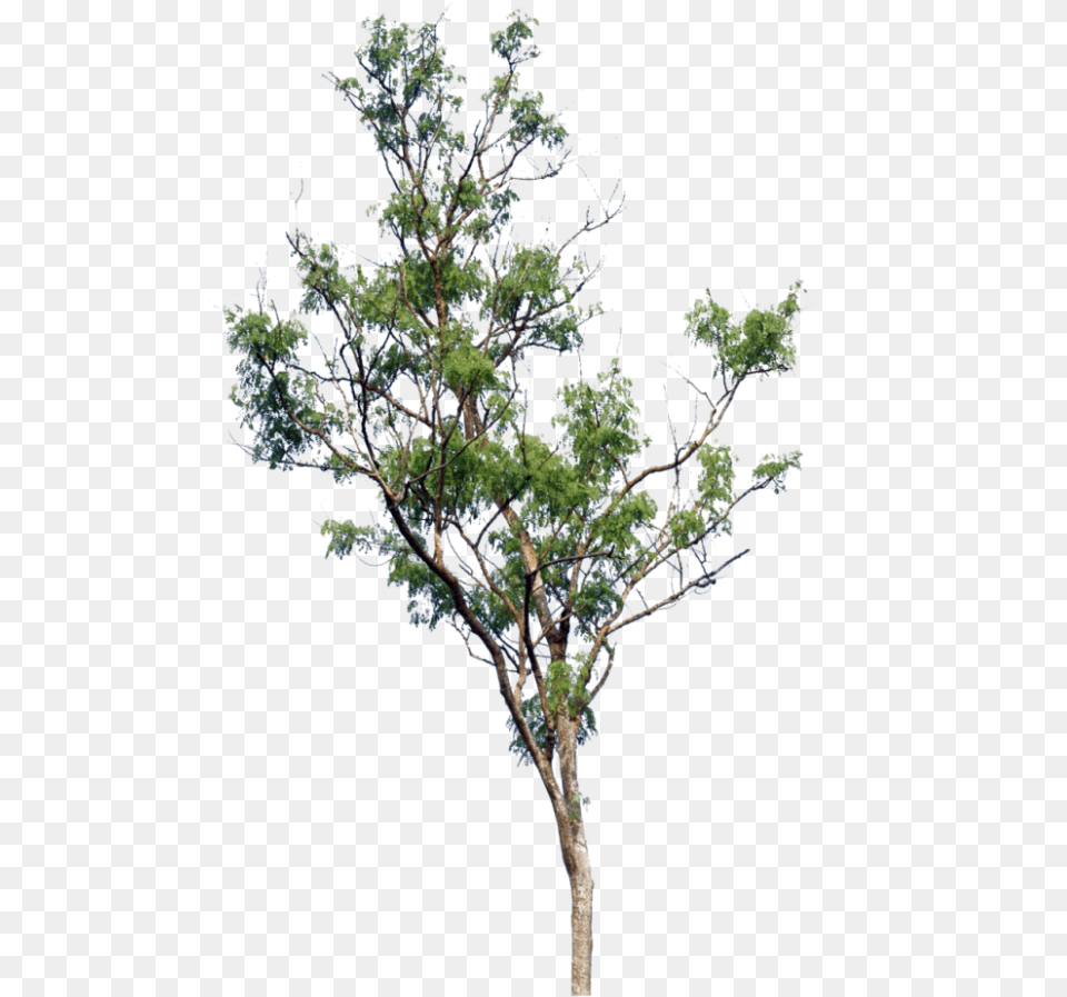 Little Tree, Conifer, Plant, Oak, Sycamore Png