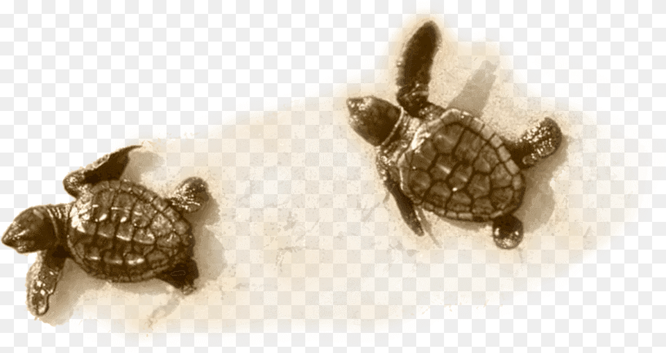 Little Turtle On Sand Sea Turtle, Animal, Reptile, Sea Life, Tortoise Free Png Download