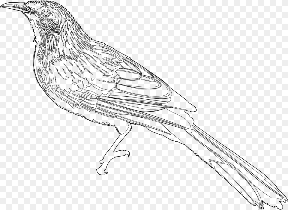 Little Wattlebird Wattlebird Drawing, Art, Animal, Anthus, Bird Free Png