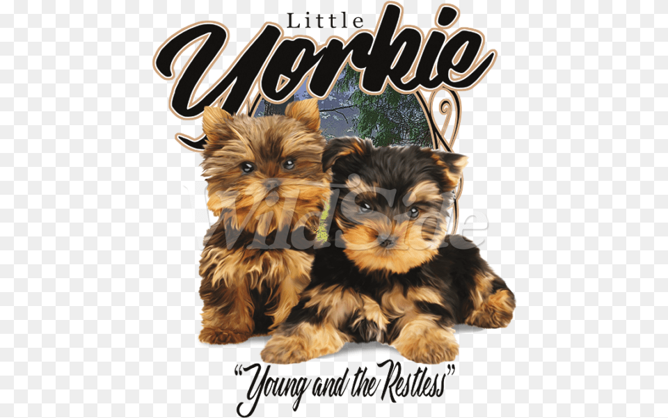 Little Yorkie Young Amp Restless Cute Puppies, Animal, Canine, Dog, Mammal Free Transparent Png