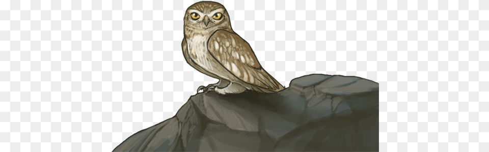 Littleowlnight Western Screech Owl, Animal, Bird Png Image