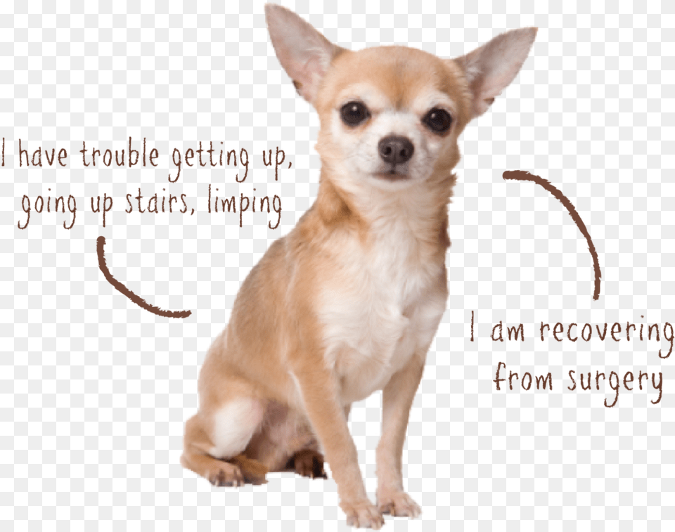 Littles Joint Asthma Hound Chihuahua, Animal, Canine, Dog, Mammal Free Png Download