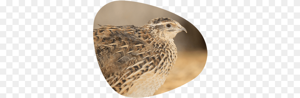 Live Birds Quail The Poultry Centre Ruffed Grouse, Animal, Bird, Partridge Png