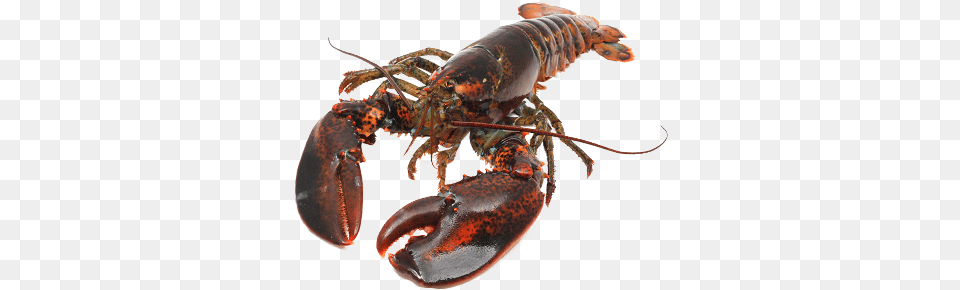 Live Canadian Hard Shell American Lobster, Animal, Food, Invertebrate, Sea Life Free Transparent Png