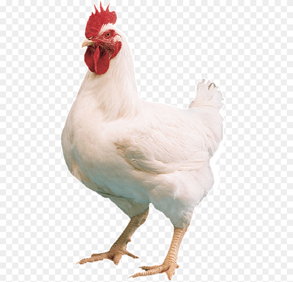 Live Chicken, Animal, Bird, Fowl, Poultry Png Image