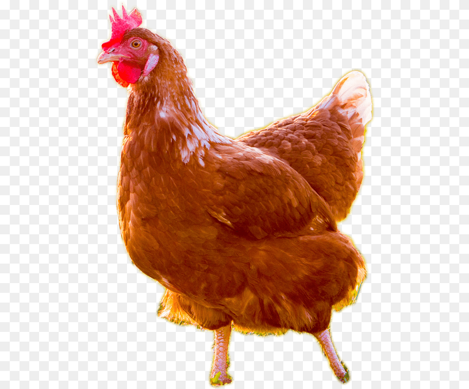 Live Chicken Transparent Background, Animal, Bird, Fowl, Poultry Free Png