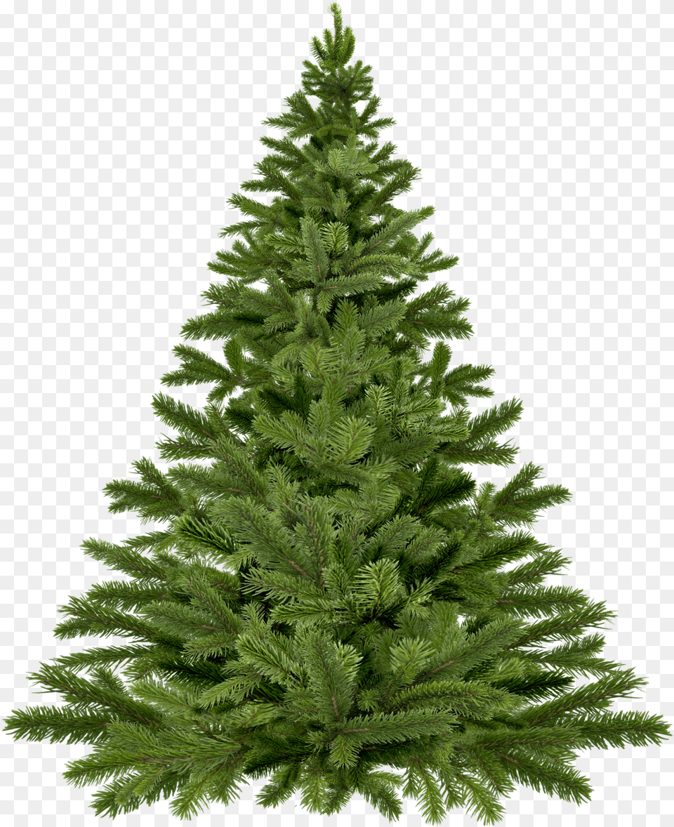 Live Christmas Tree, Fir, Pine, Plant, Conifer Png
