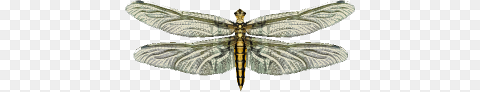 Live Food Dragonfly Wiki, Animal, Insect, Invertebrate Free Png Download