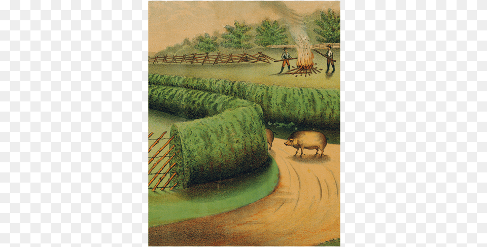 Live Hedge Field, Animal, Pig, Mammal, Person Png