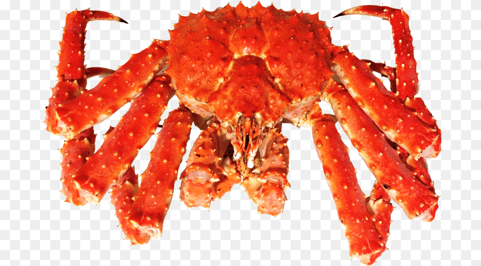Live Kingcrab Download King Crab Transparent, Animal, Food, Invertebrate, King Crab Png