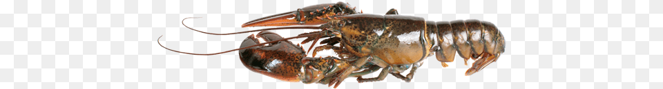 Live Lobster Lobster, Animal, Food, Invertebrate, Sea Life Png