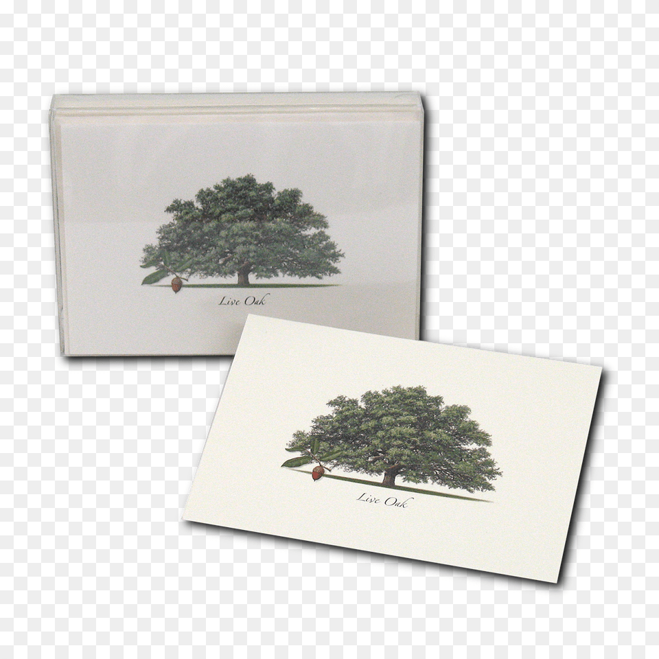 Live Oak, Tree, Plant, Potted Plant, Envelope Free Png