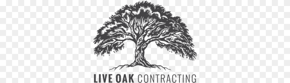 Live Oak Contracting Live Oak Tree Logo, Art, Plant, Drawing Free Png Download