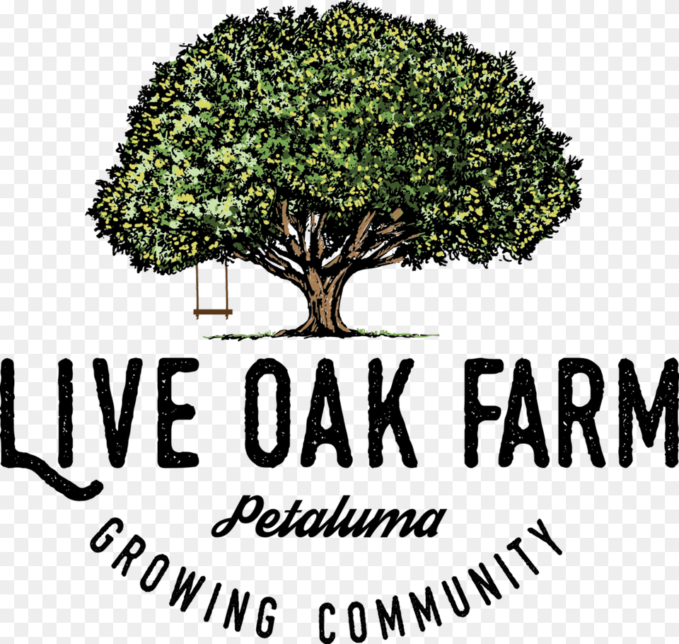 Live Oak Farm Growing Color Text, Plant, Sycamore, Tree, Vegetation Free Transparent Png