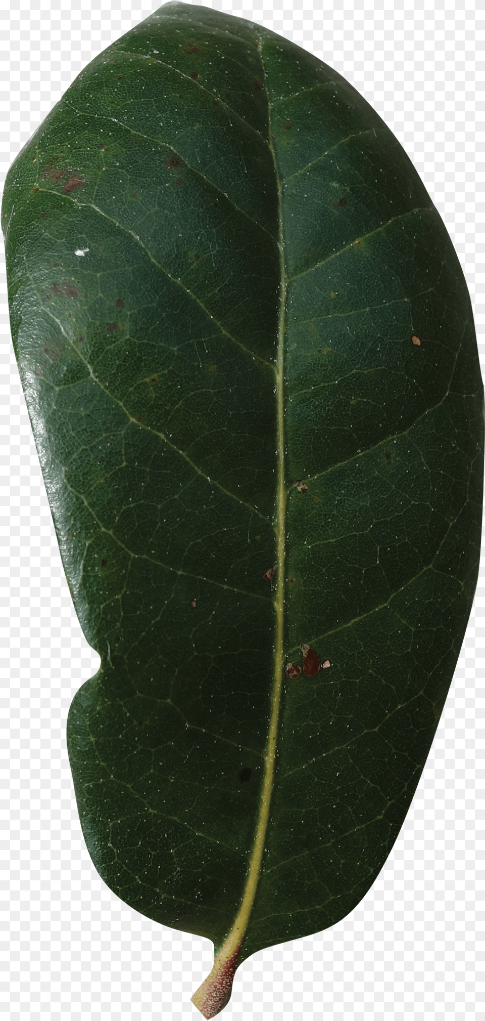 Live Oak Leaf, Plant, Tree, Animal, Insect Free Png