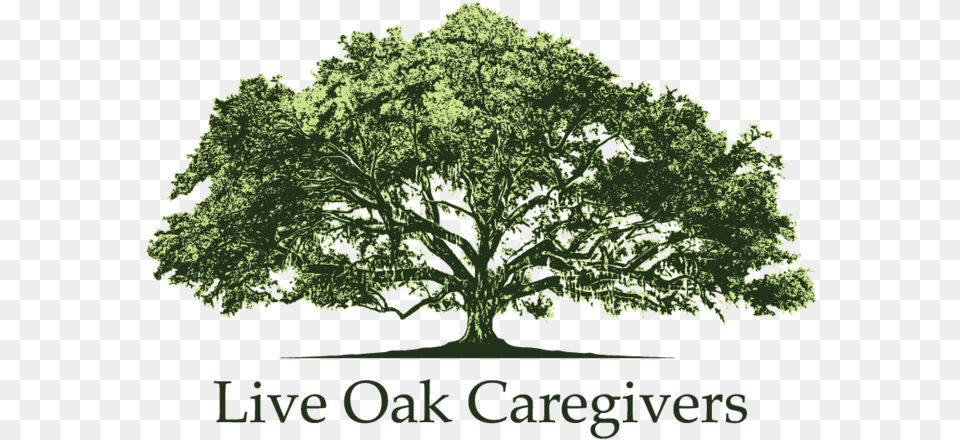 Live Oak Live Oak Tree Drawing, Plant, Sycamore, Vegetation Free Png