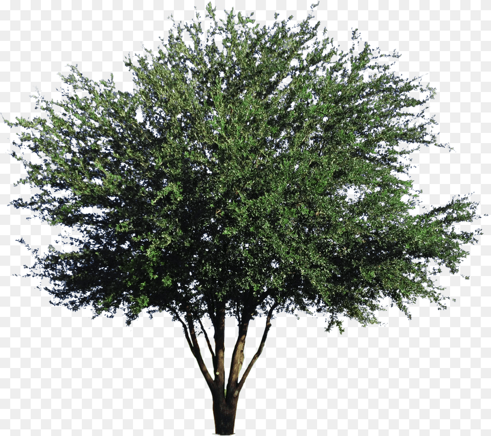 Live Oak Mexican Pinyon, Plant, Tree, Vegetation Png Image